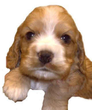 tiff pup face